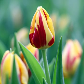 Early tulip in yellow and red