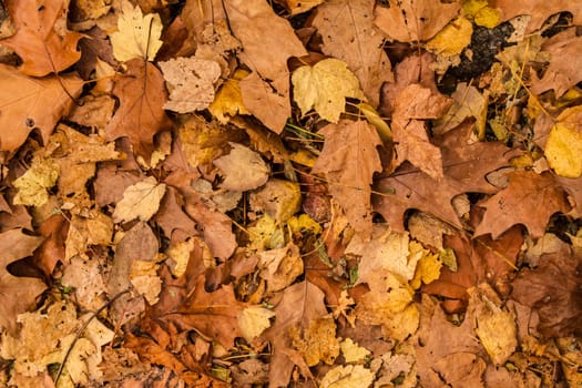 A golden autumn leaves background.