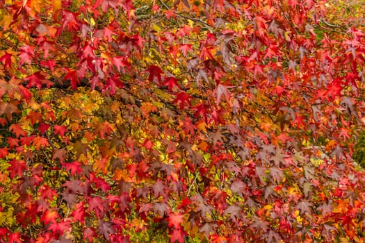 A golden and red autumn leaves background.