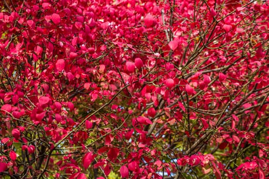 Bunch of red autumn leaves background.
