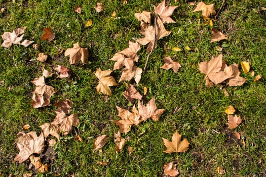 A golden autumn leaves background.