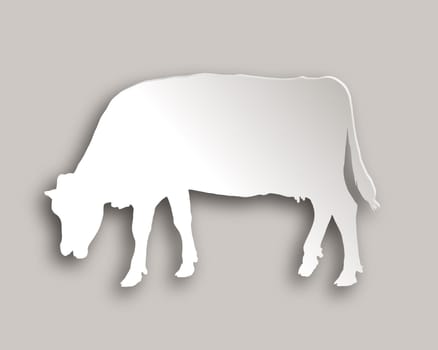 Cow grazing