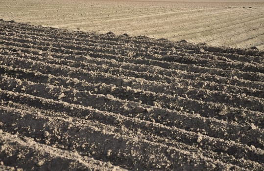 Potato field prepared