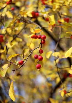 small wild apples on the apple tree is photographed close-up