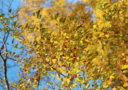 Beautiful yellow and red leaves on an autumn bush