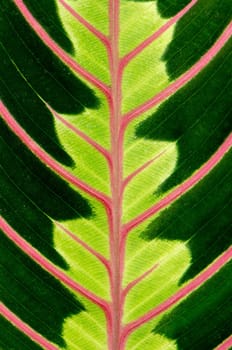 Green leaf with red veins closeup background.