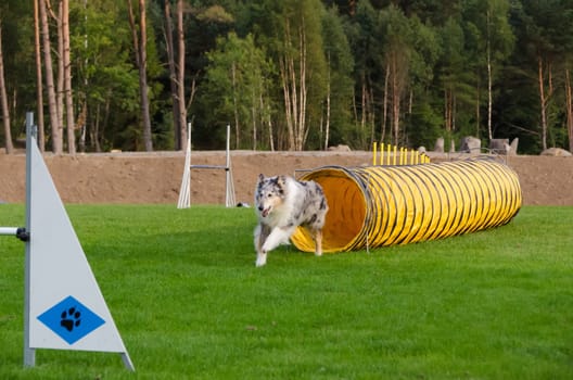 one competition in agility for dog and the dog is realy happy