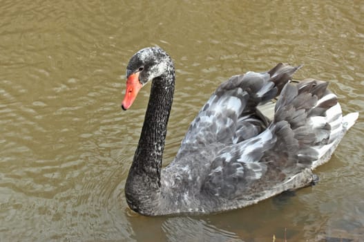 Hybrid swan (Cygnus atratus x Cygnus olor),cross between humpback swan (C.olor) and mourning swan (C.atratus)