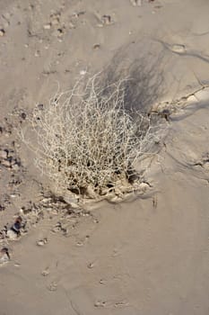 The top view and close-up on a smooth layer of soil with dried grasses.