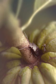 Insects in the sugar apple.