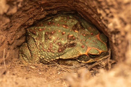 Giant toad hiding in a hole.