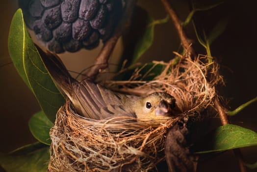 Mother bird caring for the eggs in the nest of a tree.