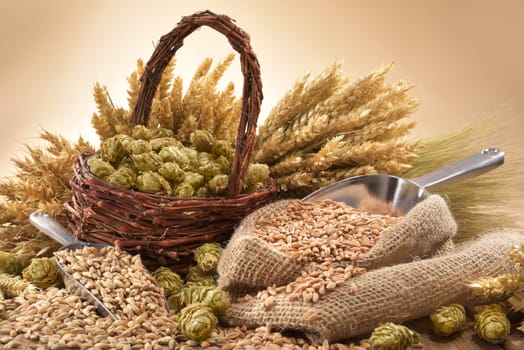 Beer ingredients - wheat,barley,hops and malt