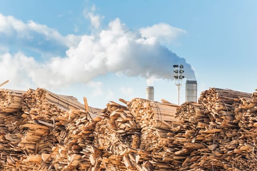 Log and wood piles in industrial furniture factory.