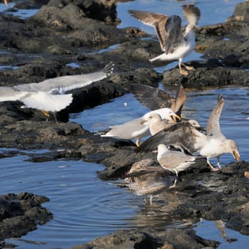gull on lanzarote