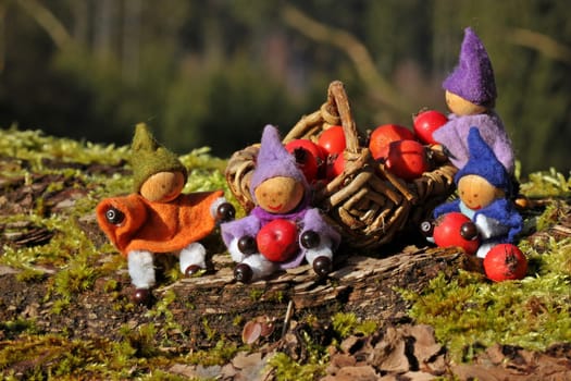 Four little gnomes collect red berries