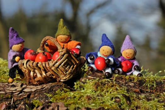 Four little gnomes collect red berries