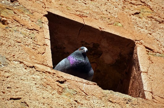 City pigeon