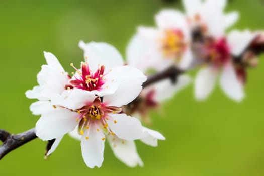 Almond blossom