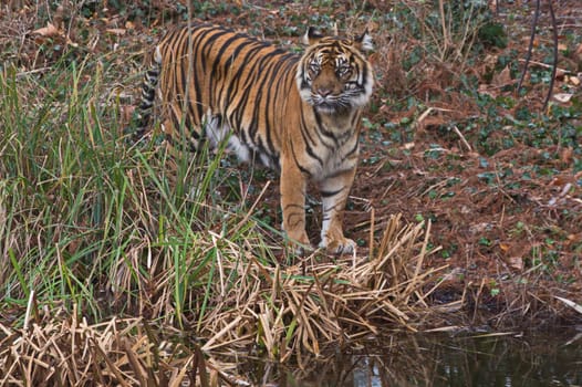 Siberian tiger