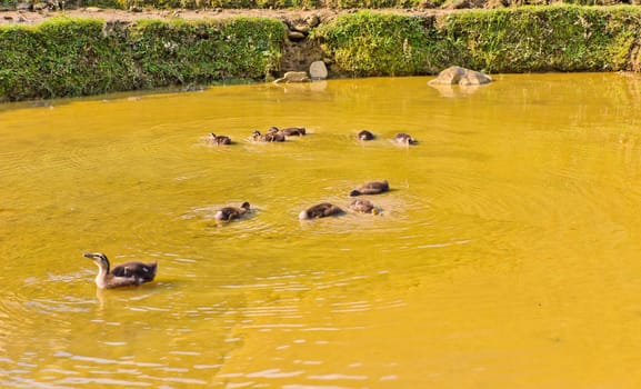 Ducks in pond