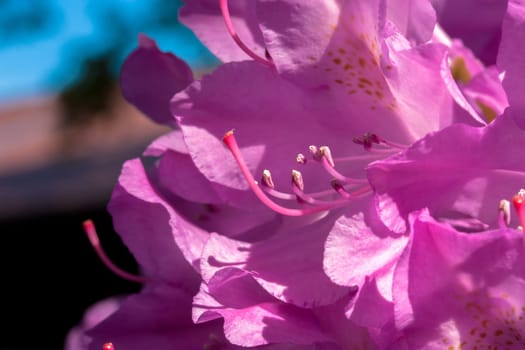 The flower of a rhododendron (Ericaceae),an evergreen shrub