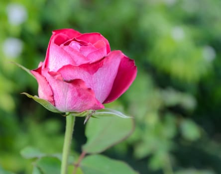 Shocking pink rose in the garden