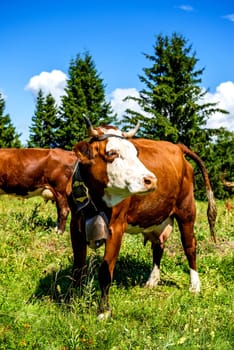 Cow, farm animal in the french alps, Abondance race cow, savy, beaufort sur Doron