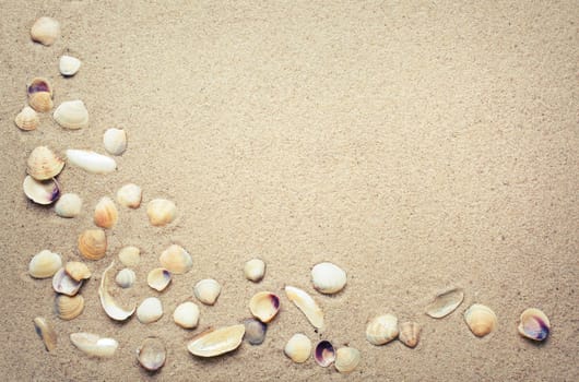 Sea shells on sand. Summer beach background. place for text