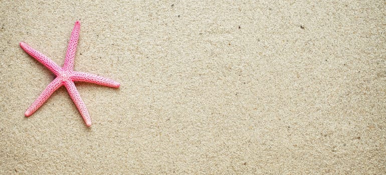 Sea shells on sand. Summer beach background. Top view. place for text