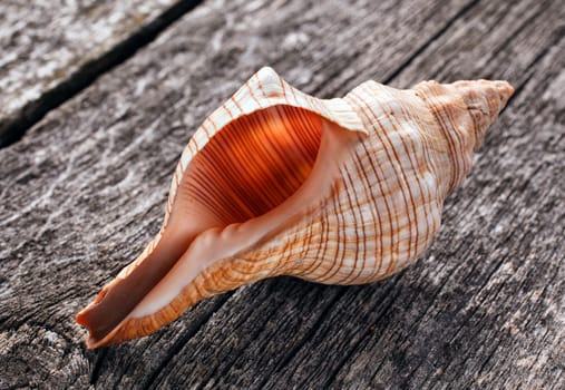 beautiful sea shell on wooden background