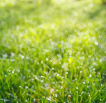 Fresh Spring Green grass with dew Drops