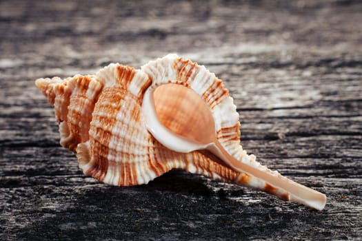 beautiful sea shell on wooden background