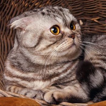 Beautiful bicolor stripes cat with yellow eyes Scottish Fold Sits in a wooden basket