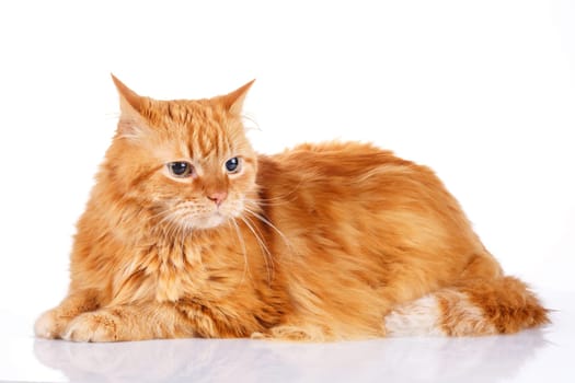 big red-haired  cat isolated a white background