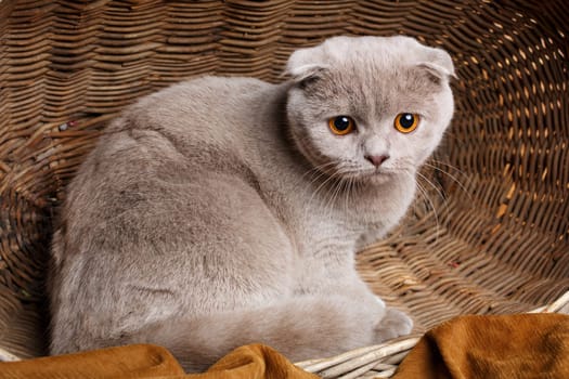 Beautiful gray cat with yellow eyes Scottish Fold Sits in a wooden basket