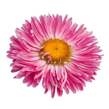pink gerbera flower isolated on white background, way in paths