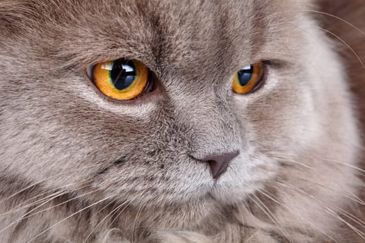 portrait of cute gray Scottish long-haired straight cat on a white  background