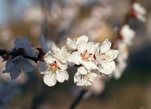 white flowers blooming on a branch, springtime
