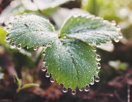 dew drops on green leaf,  summer time
