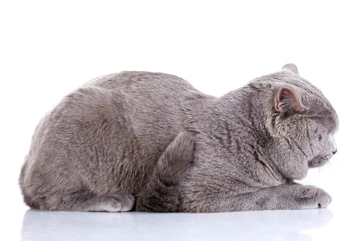 cute British Shorthair cat isolated  on  white background