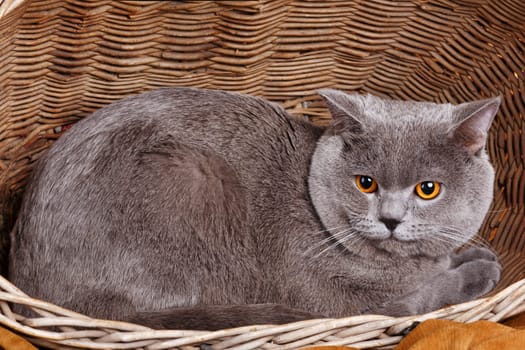 gray cute British Shorthair cat on a wooden basket