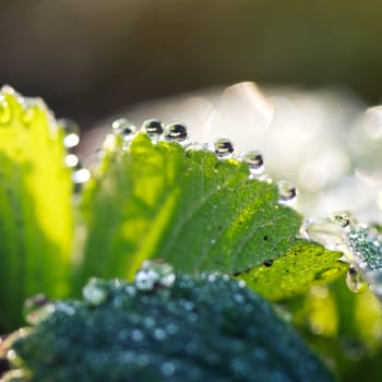 dew drops on green leaf,  summer time