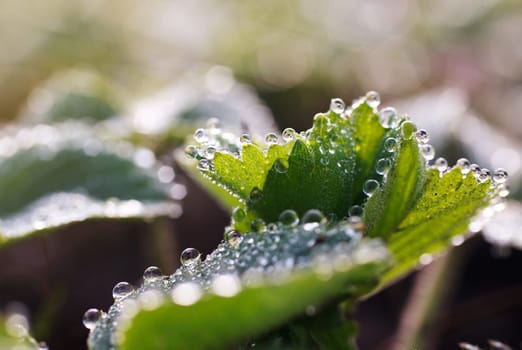 dew drops on green leaves,  summer time