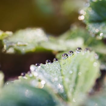 strawberry leaves with beautiful beautiful dew drops
