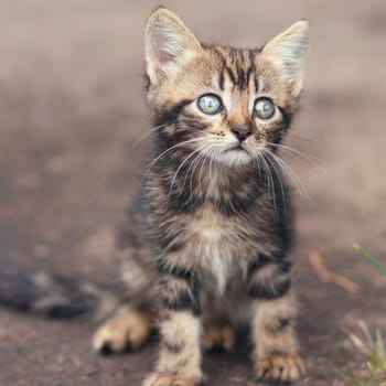 brown stripes cute kitten sitting and looking at outside