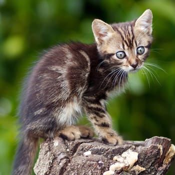 stripes  brown cute kitten sitting on a stump outdoors