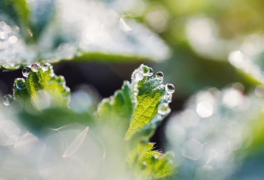 strawberry leaves with beautiful beautiful dew drops