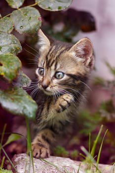 brown stripes cute kitten walking on the grass in the garden