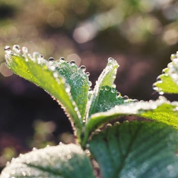 dew drops on green leaf,  summer time